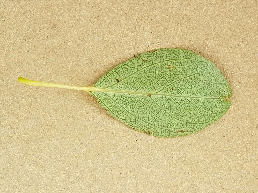 Populus simonii flower