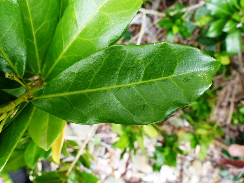 Euodia tietaensis — related species from the same genus