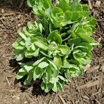 Hylotelephium spectabile