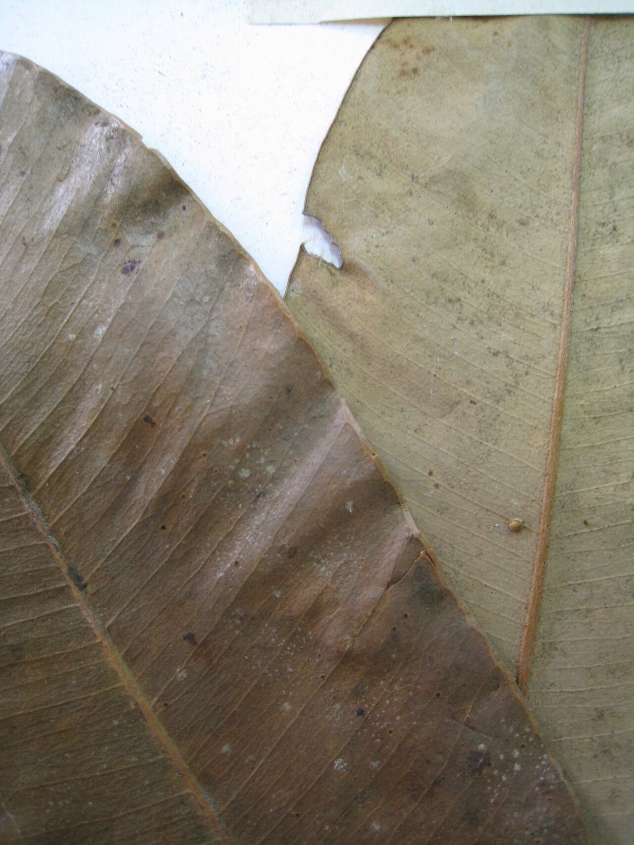 Aspidosperma helstonei — houseplant care guide