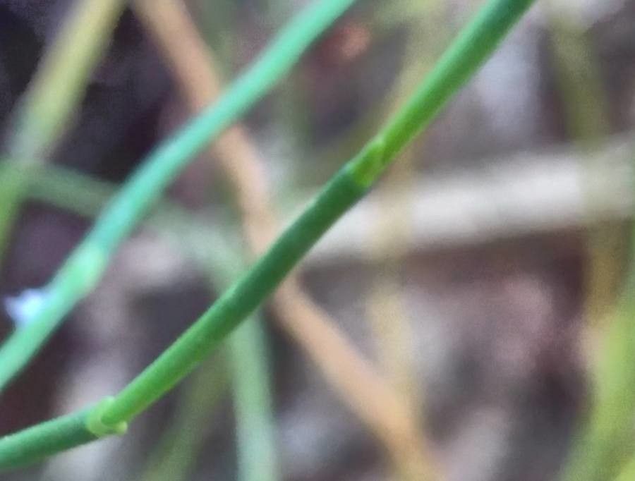 Ephedra foeminea leaf