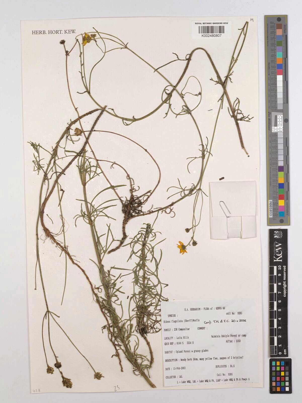 Bidens flagellata — search result for 'Bidens'