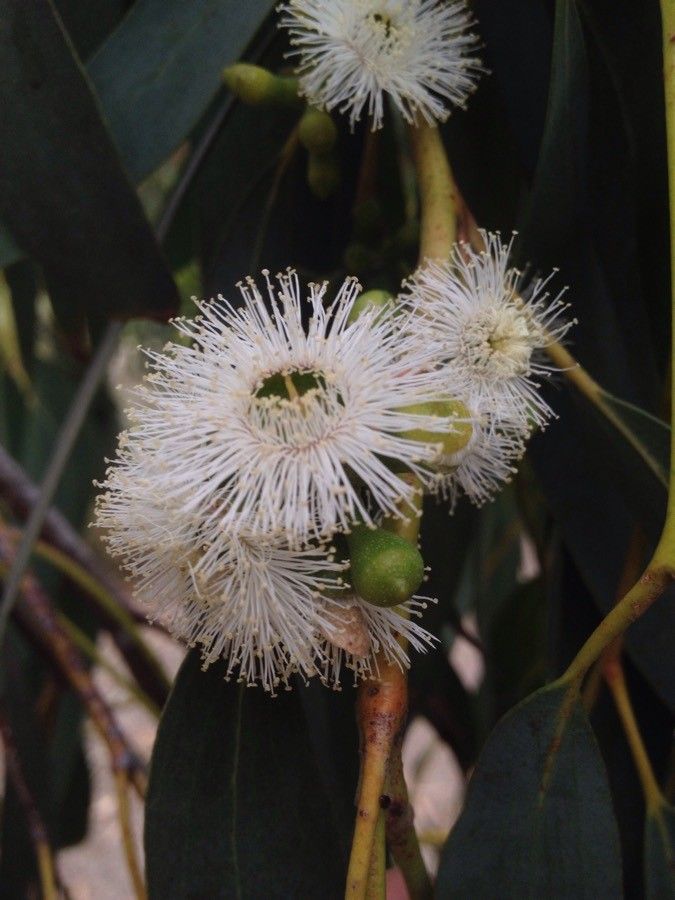 Eucalyptus pauciflora flower