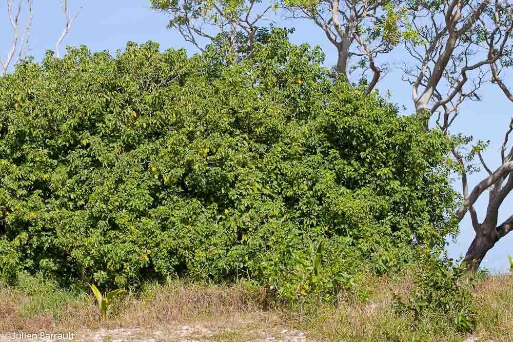 Allophylus timoriensis habit