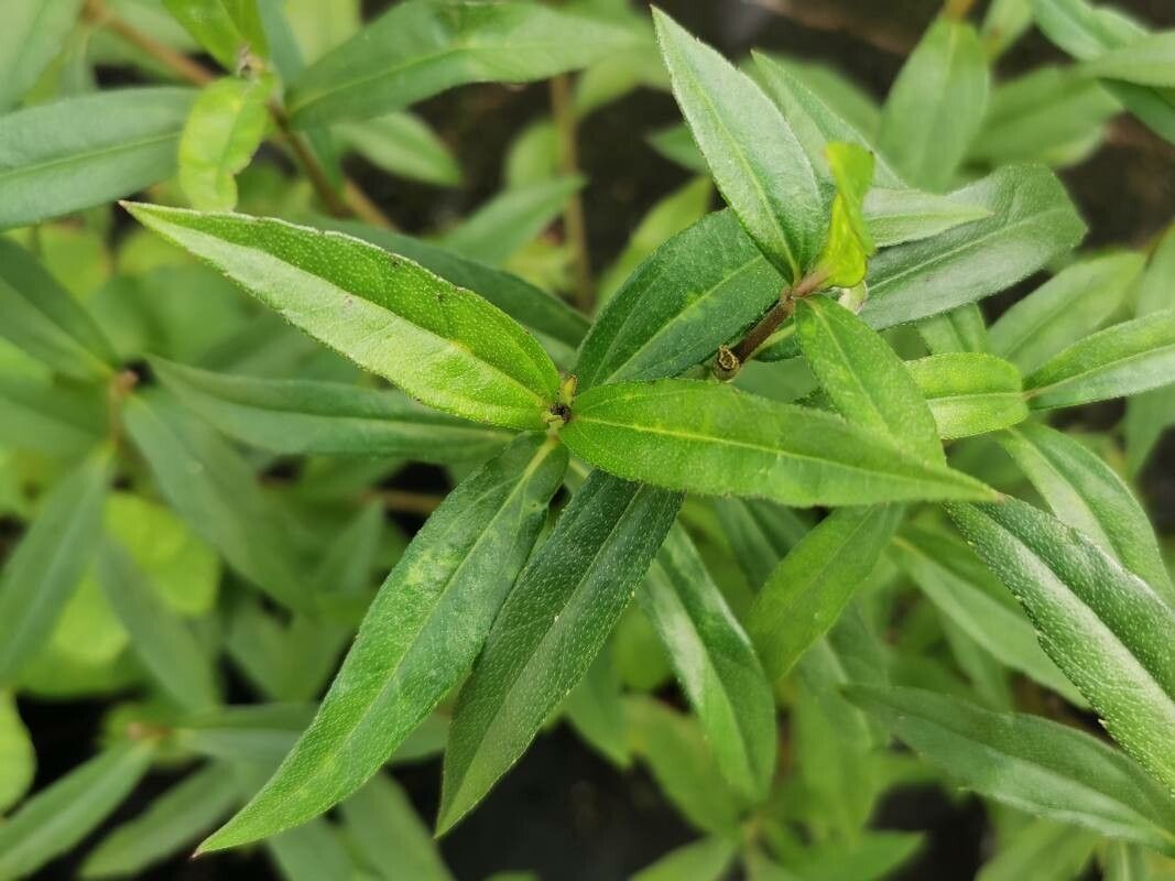 Sphagneticola calendulacea leaf