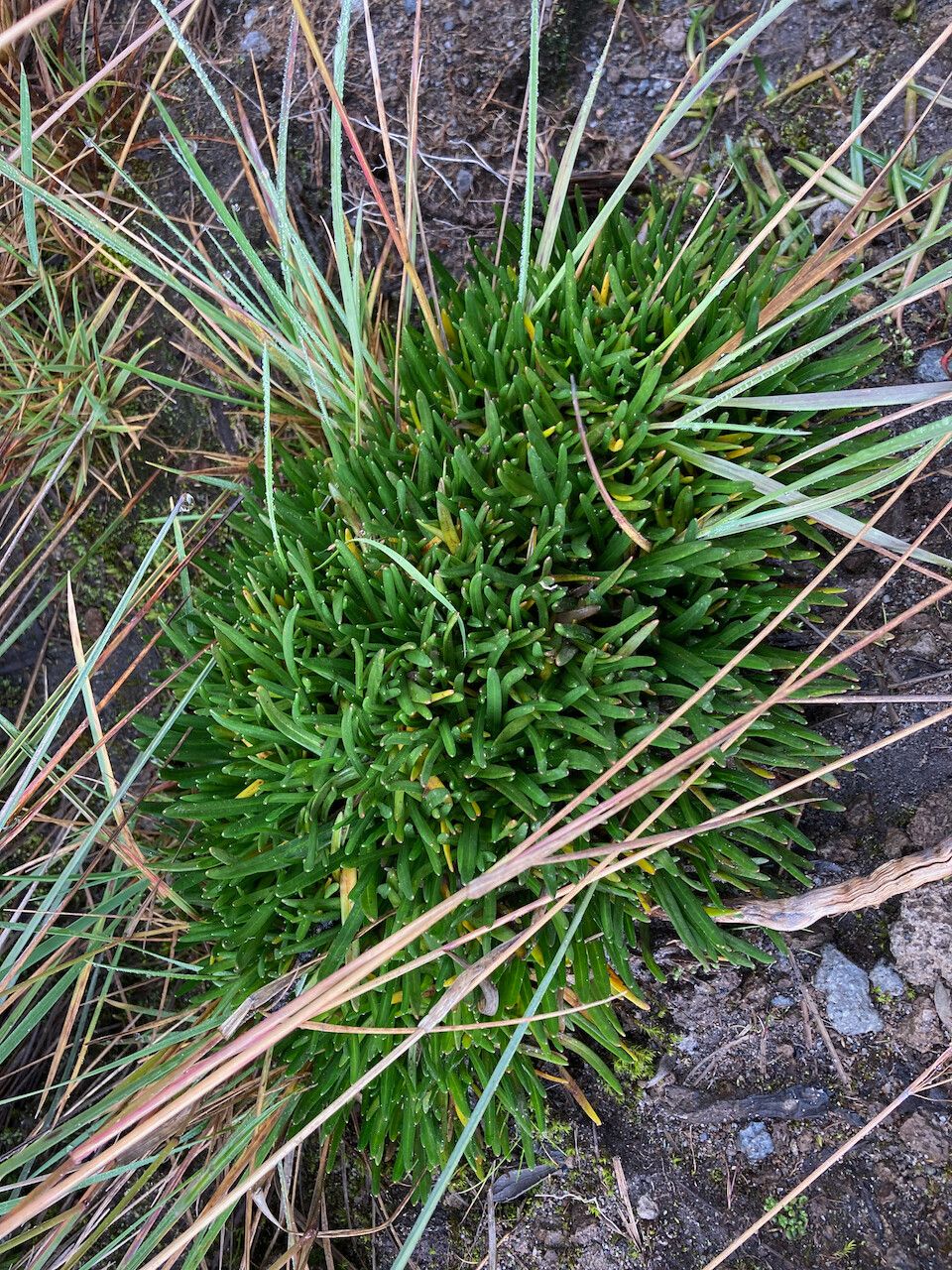 Calandrinia acaulis habit