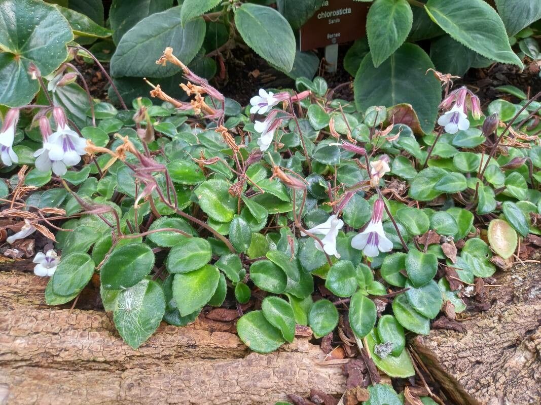 Primulina tamiana habit