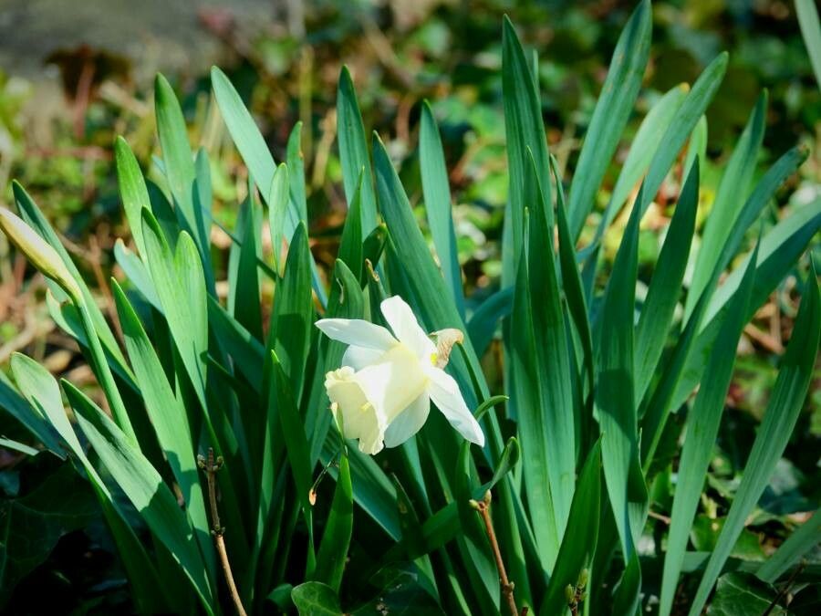 Narcissus triandrus — search result for 'Narcissus'