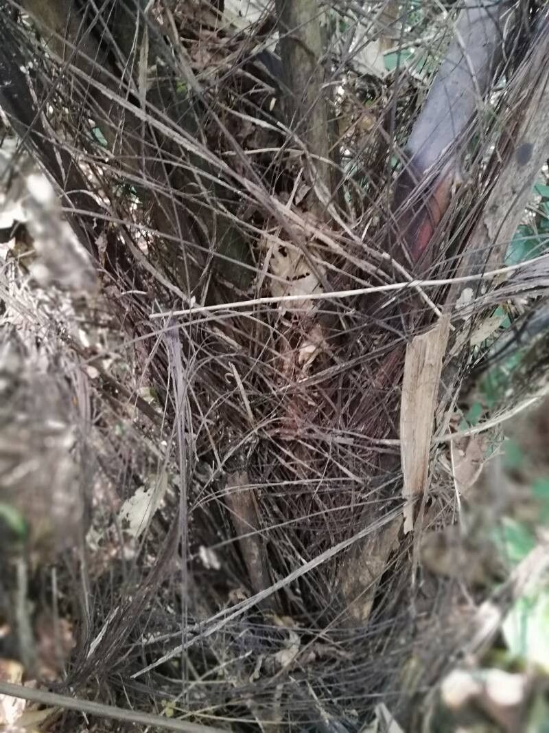 Raphia gentiliana bark