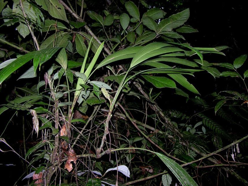 Asplundia vagans habit