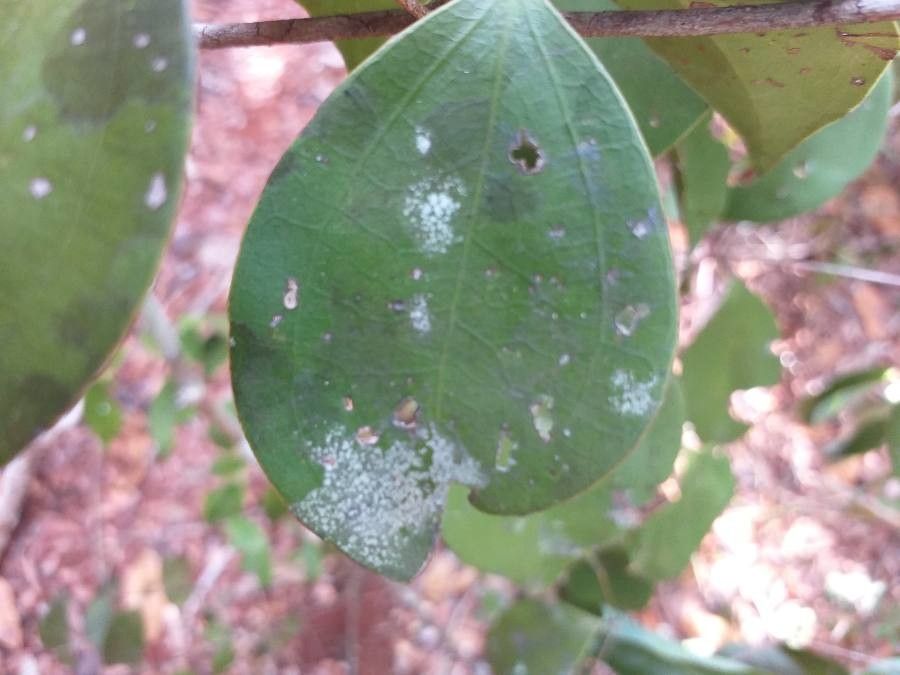 Strychnos henningsii leaf