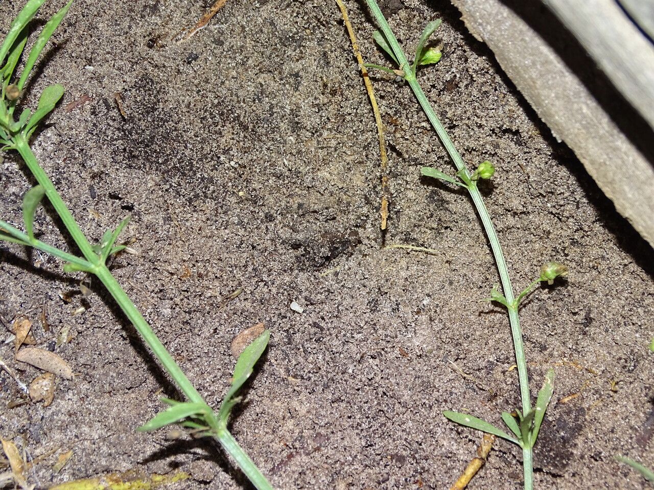 Scoparia dulcis fruit