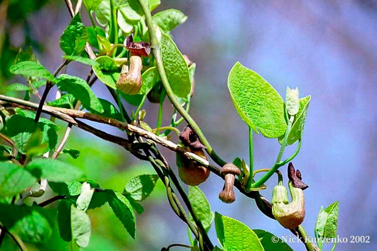 Aristolochia manshuriensis flower