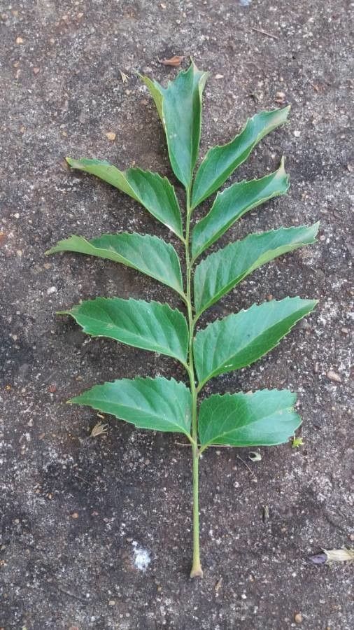 Roupala montana leaf