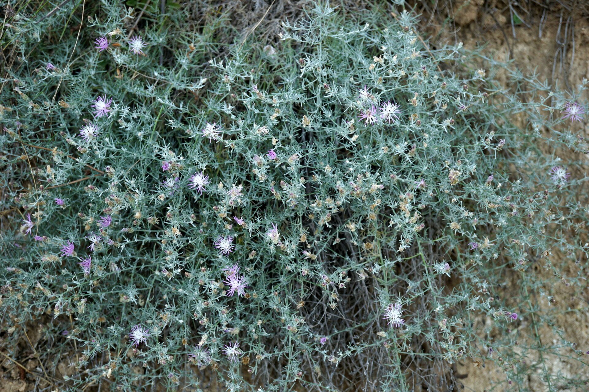 Centaurea sakarensis habit