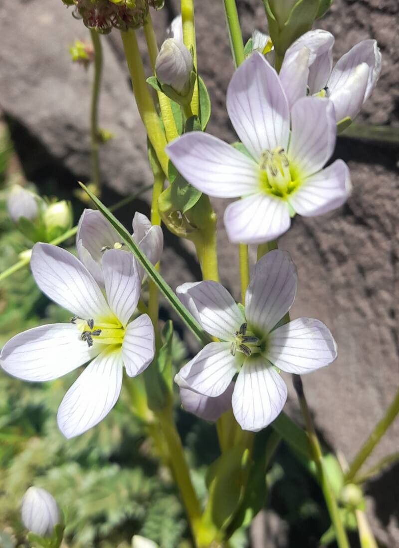 Gentianella multicaulis flower