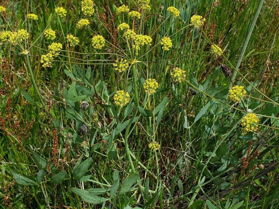 Lomatium nudicaule — houseplant care guide