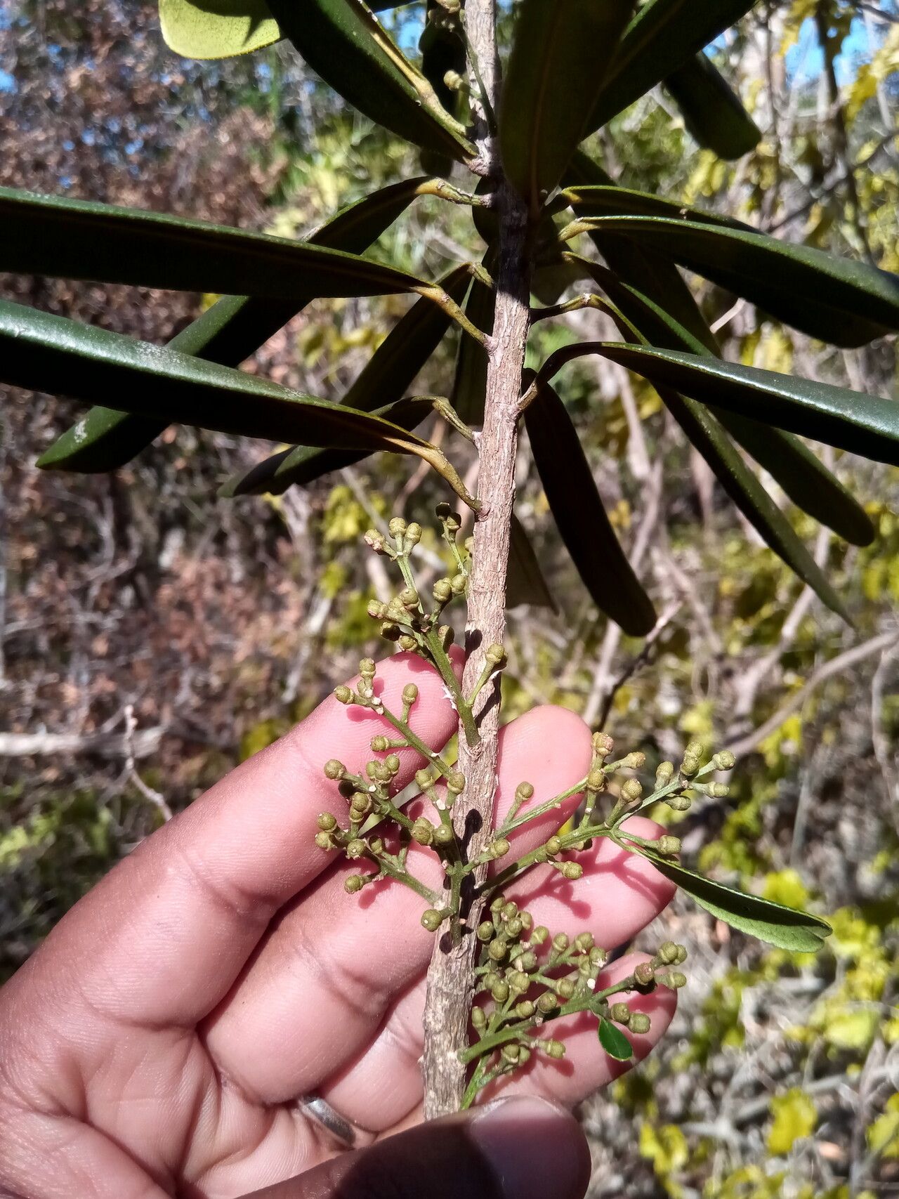 Vepris spathulata flower