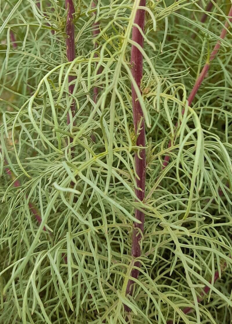Senecio pampeanus leaf