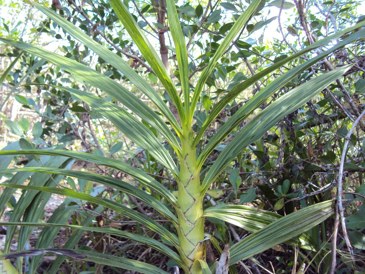 Cyrtopodium flavum leaf