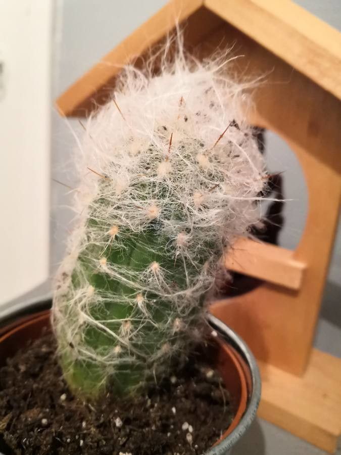 Oreocereus trollii fruit