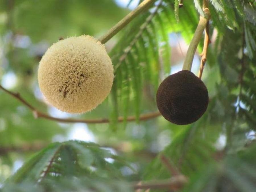 Parkia biglandulosa — related species from the same genus