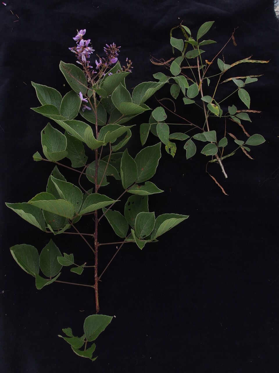 Hylodesmum laxum habit