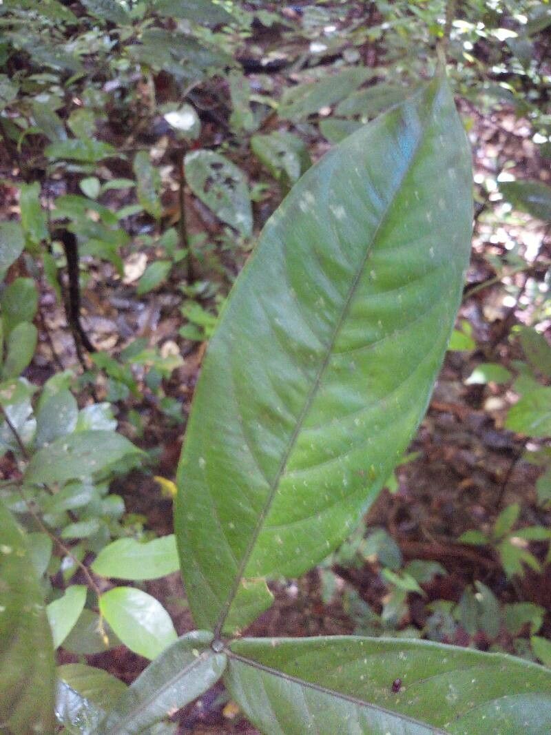 Inga acreana leaf