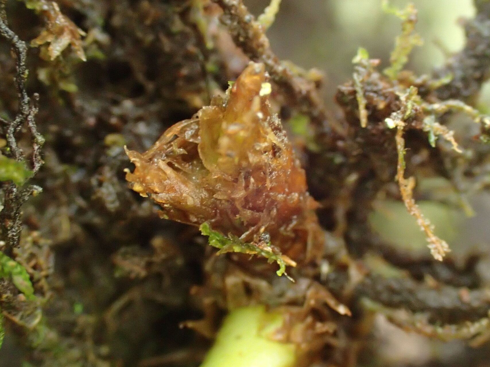 Pyrrosia schimperiana other