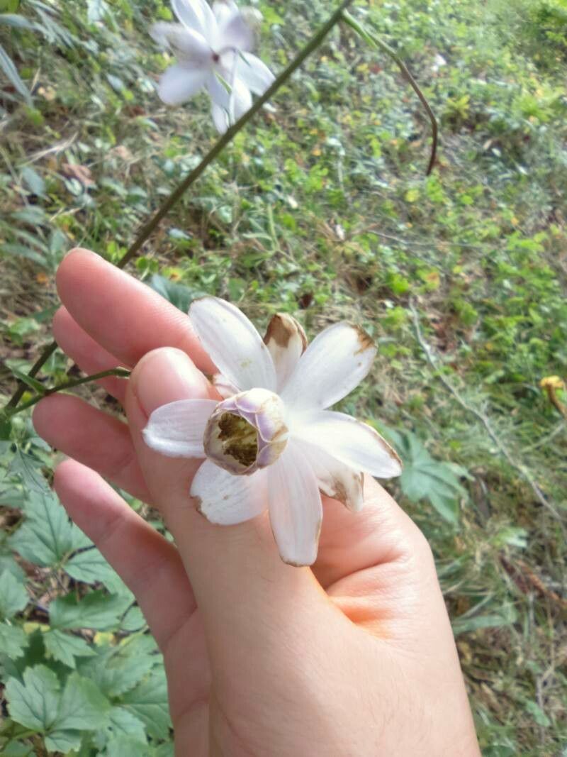 Anemonopsis macrophylla flower