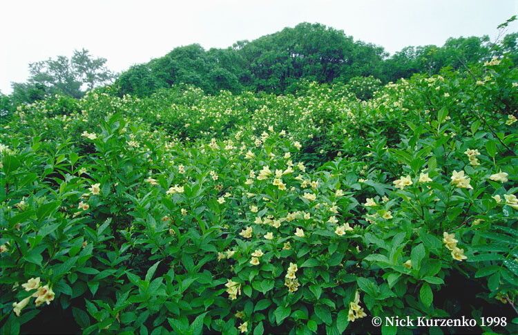 Camonea umbellata habit