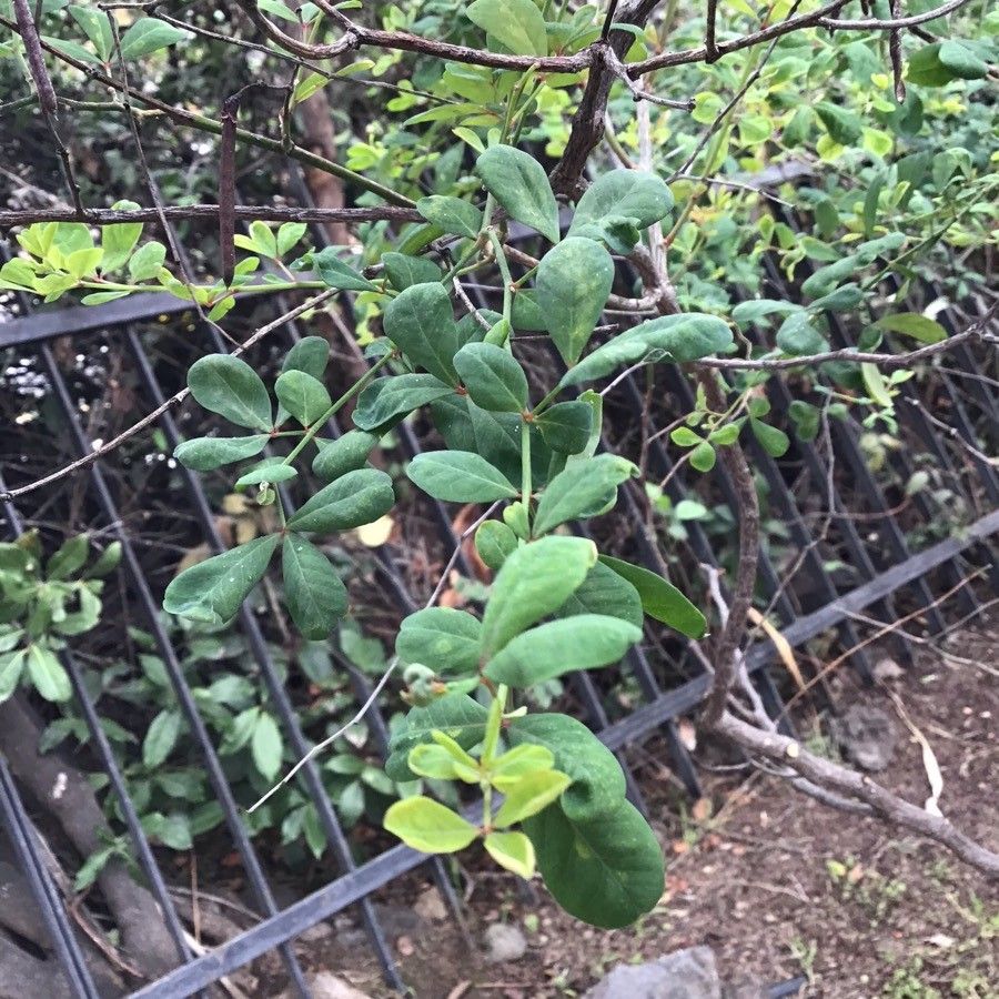 Dorycnium spectabile leaf