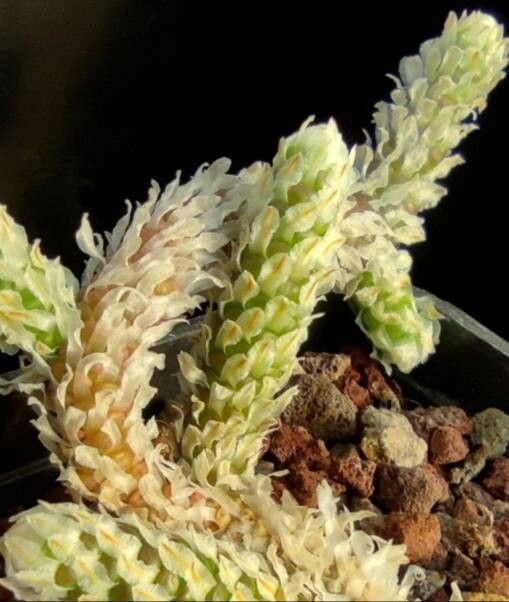 Anacampseros recurvata — search result for 'Anacampseros'