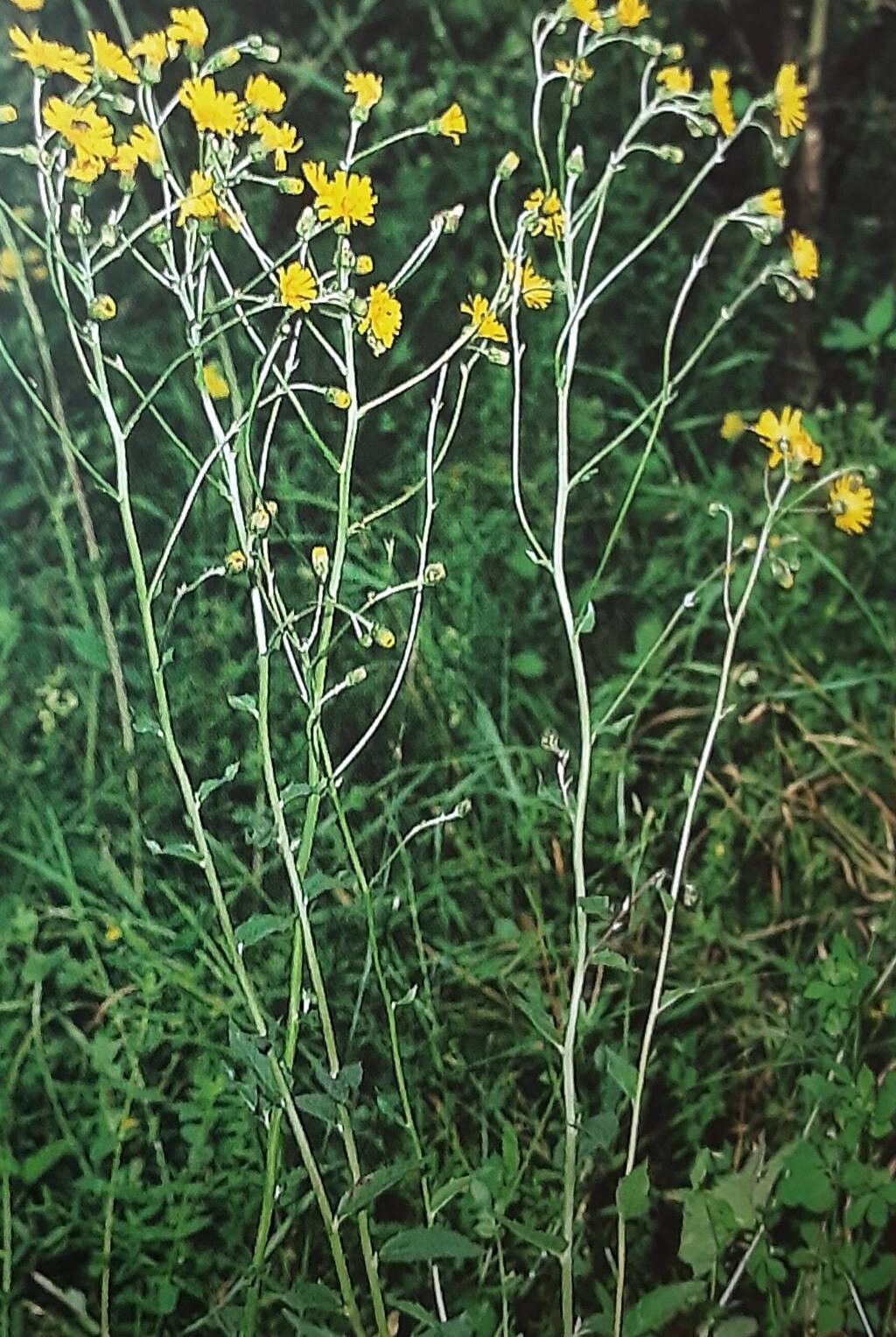 Hieracium flagelliferum habit