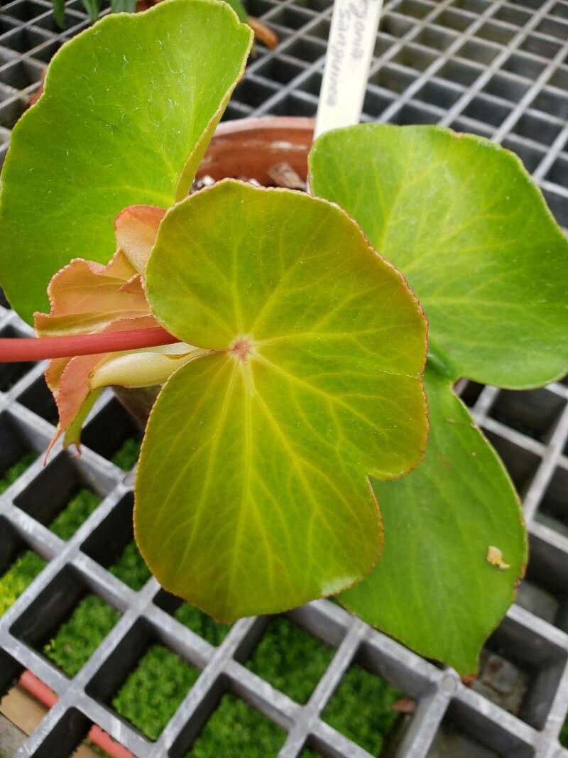 Begonia sanguinea leaf