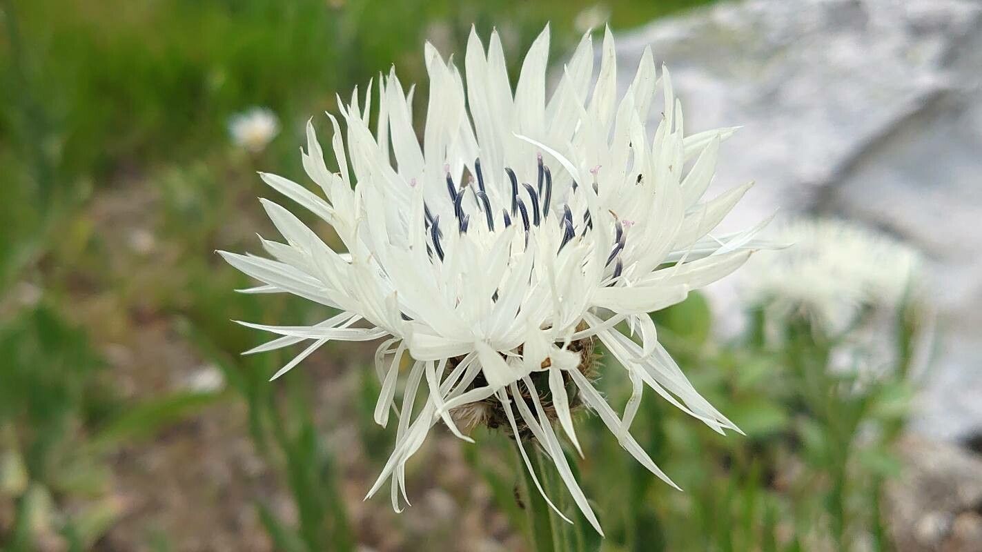 Centaurea fischeri flower