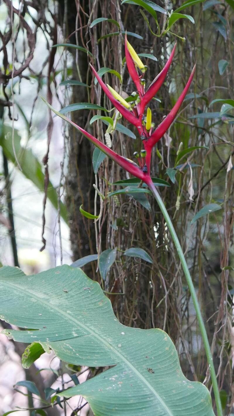 Heliconia tortuosa flower