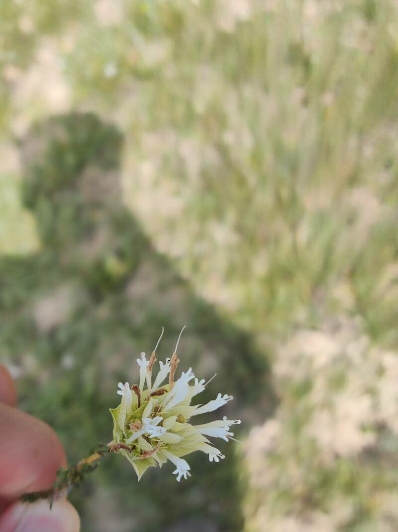 Thymus membranaceus flower