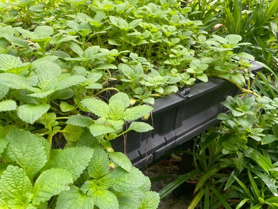 Plectranthus rotundifolius — search result for 'Sudan'