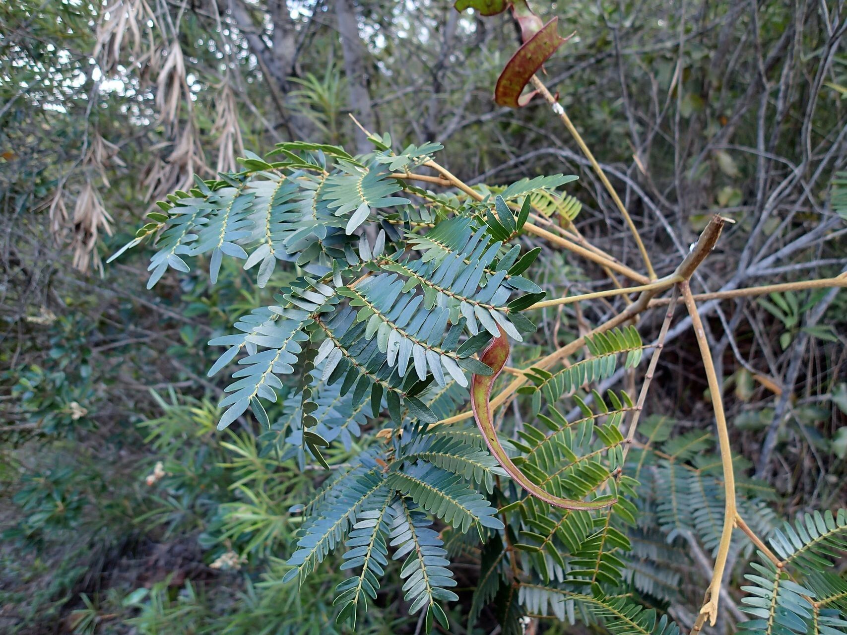 Archidendropsis macradenia habit