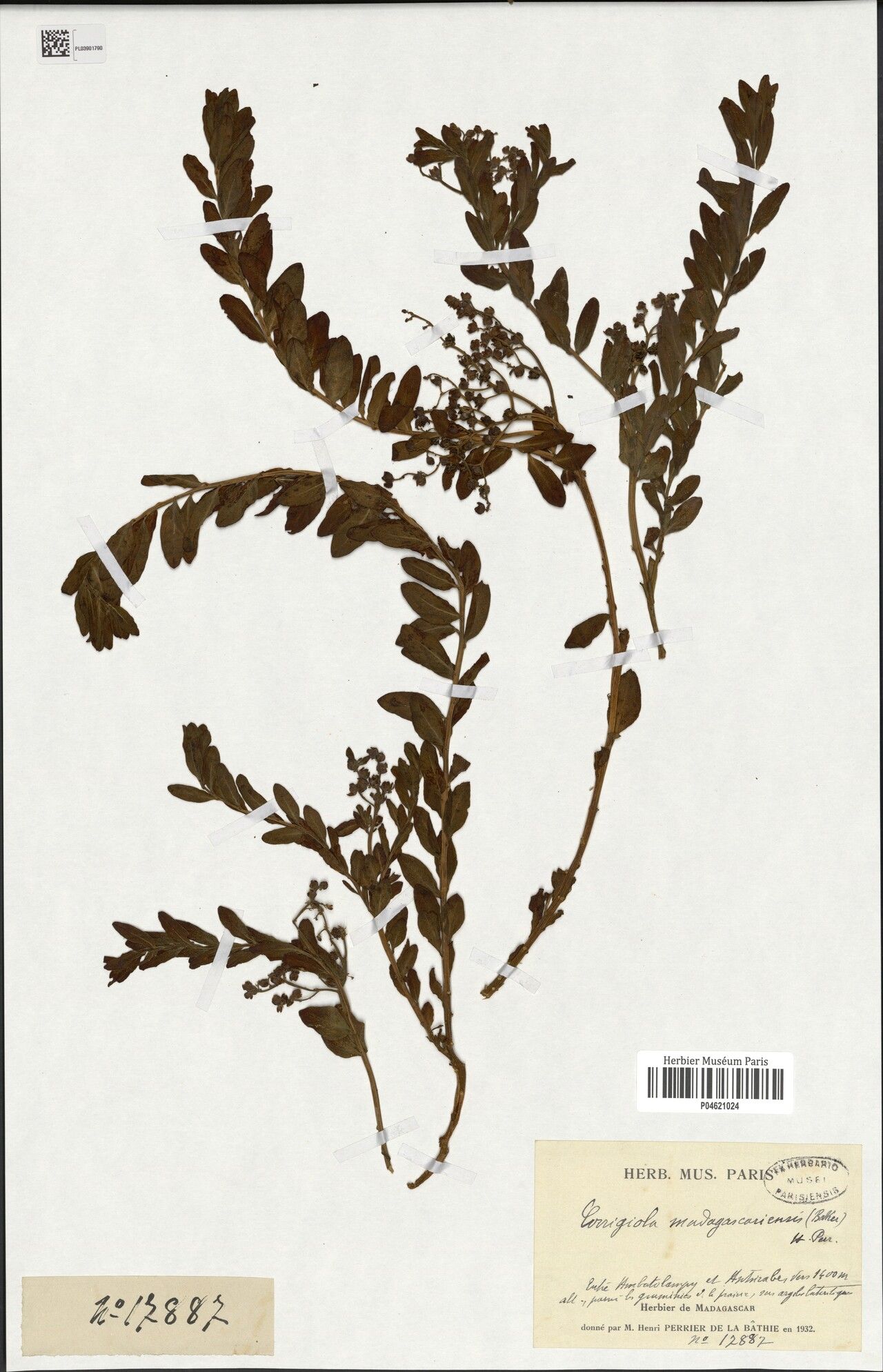 Corrigiola madagascariensis — related species from the same genus