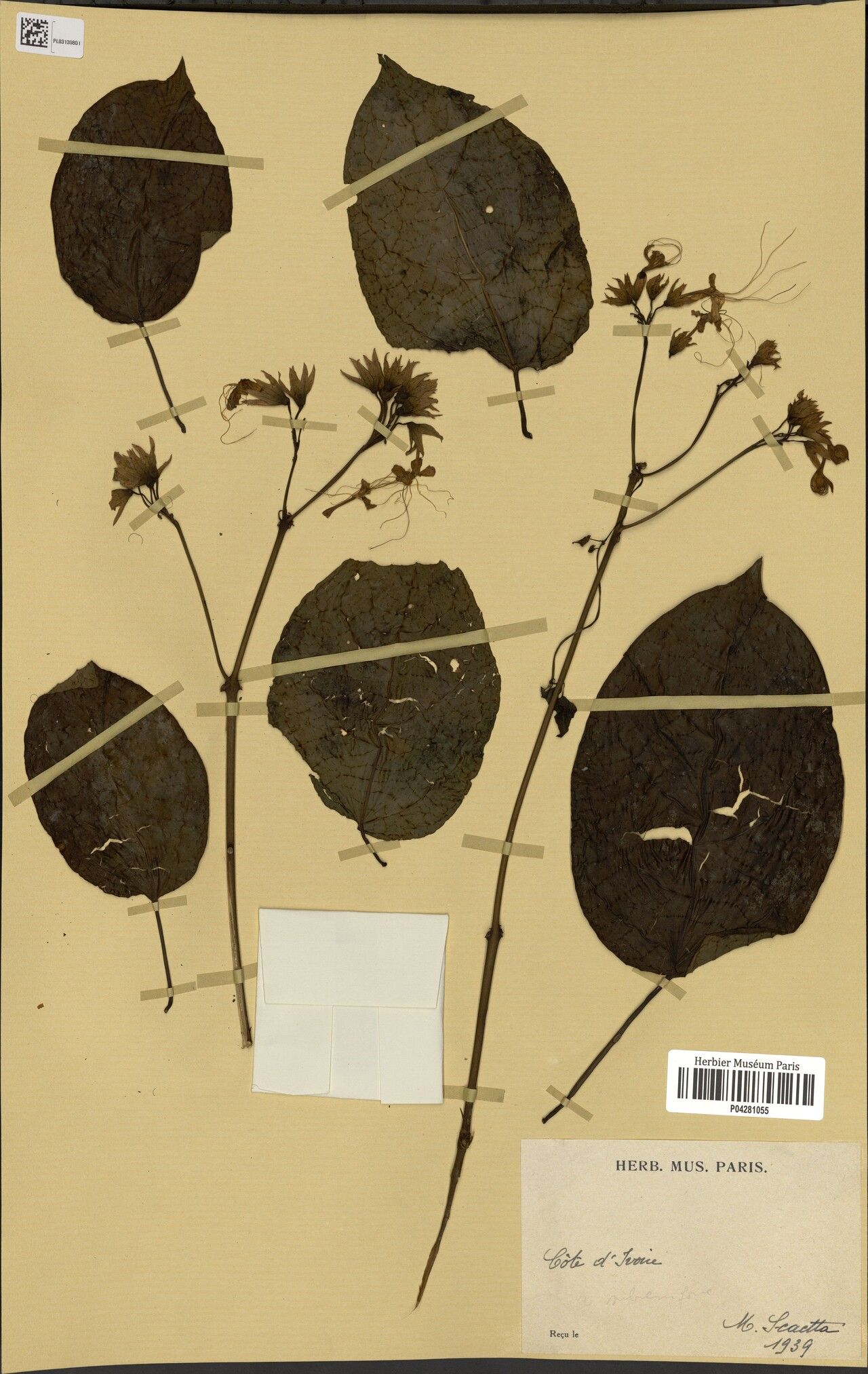 Clerodendrum subreniforme — houseplant care guide