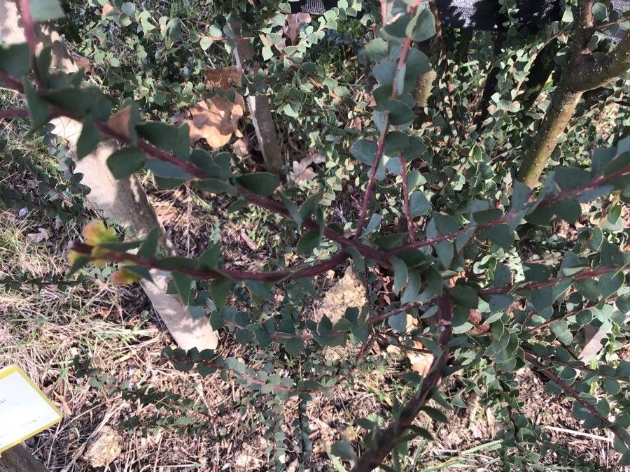 Acacia pravissima — search result for 'Acacia'