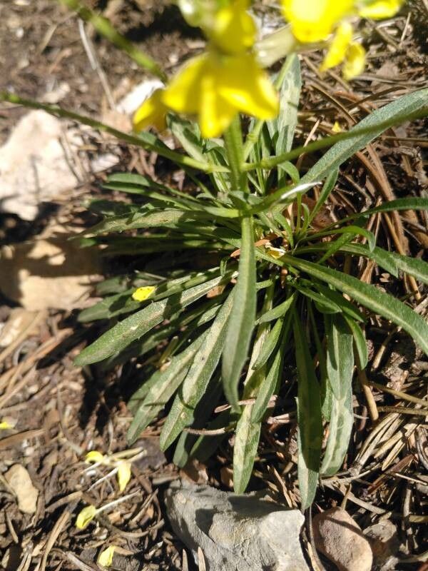 Erysimum seipkae — houseplant care guide