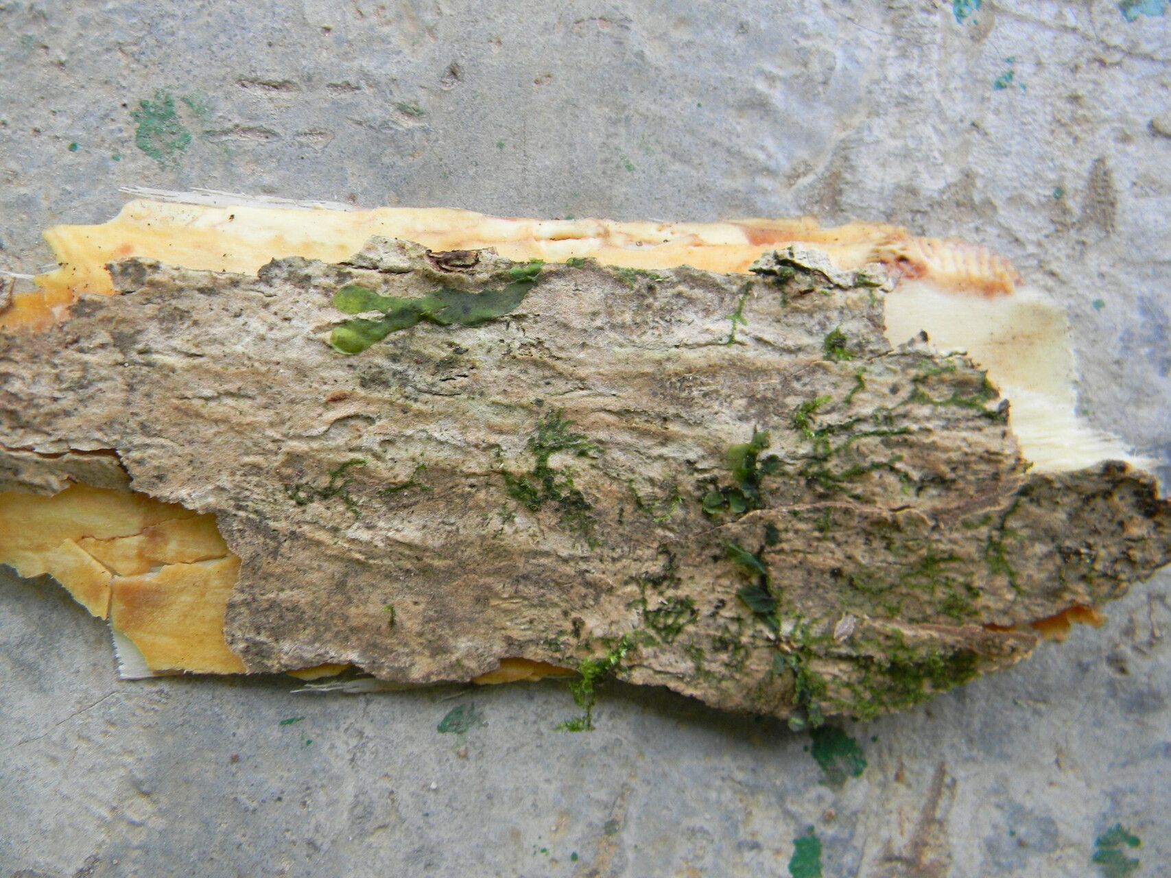 Dracaena marina bark