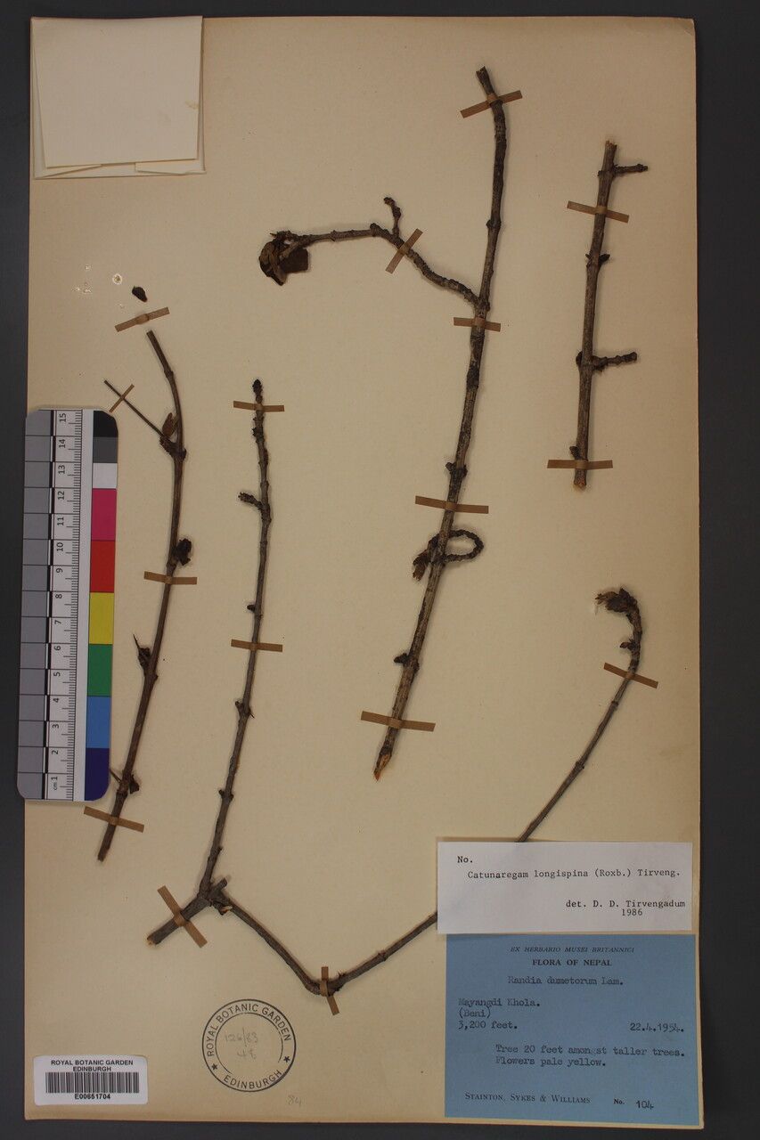 Catunaregam longispina other