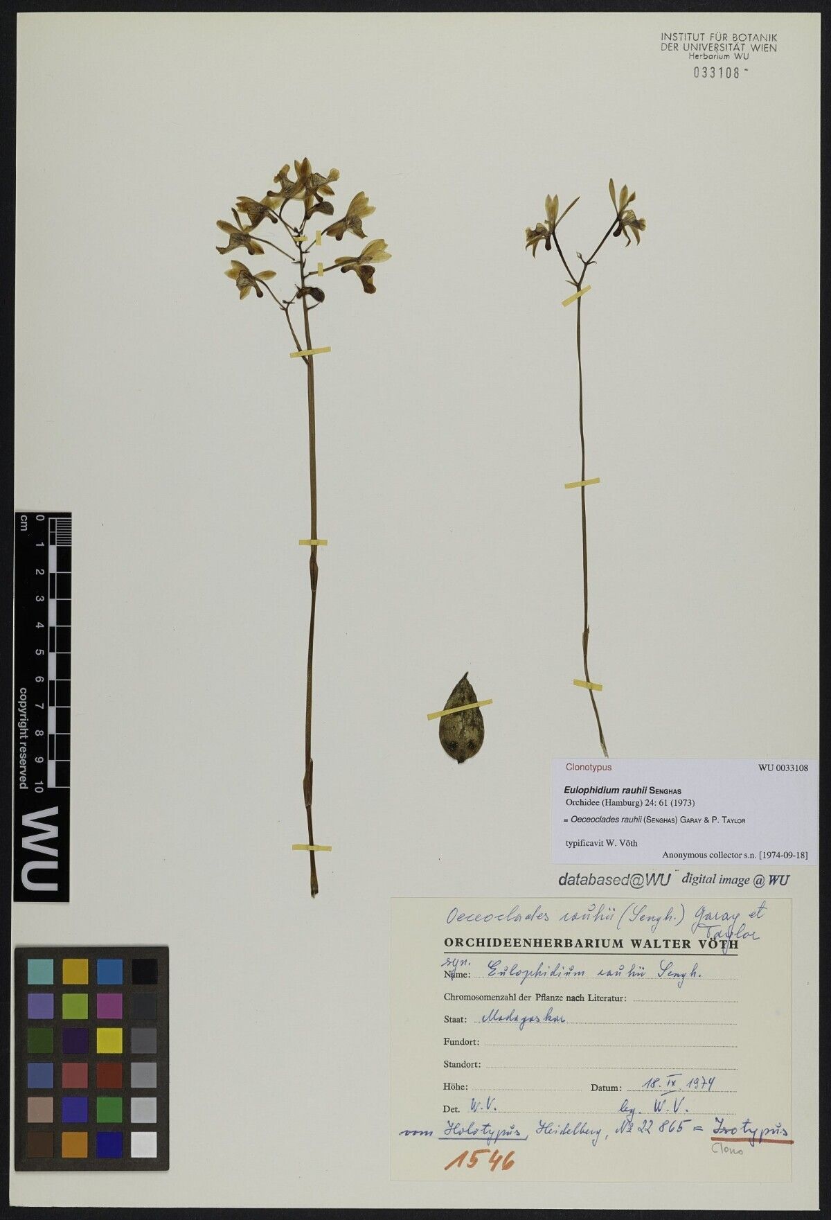 Eulophia rauhii — houseplant care guide