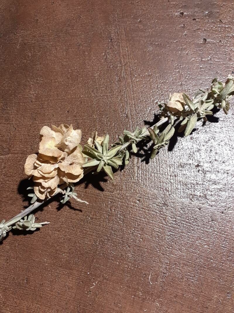 Atriplex canescens fruit