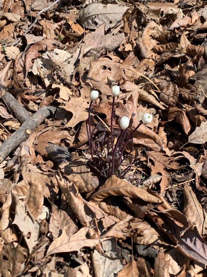 Jeffersonia diphylla flower
