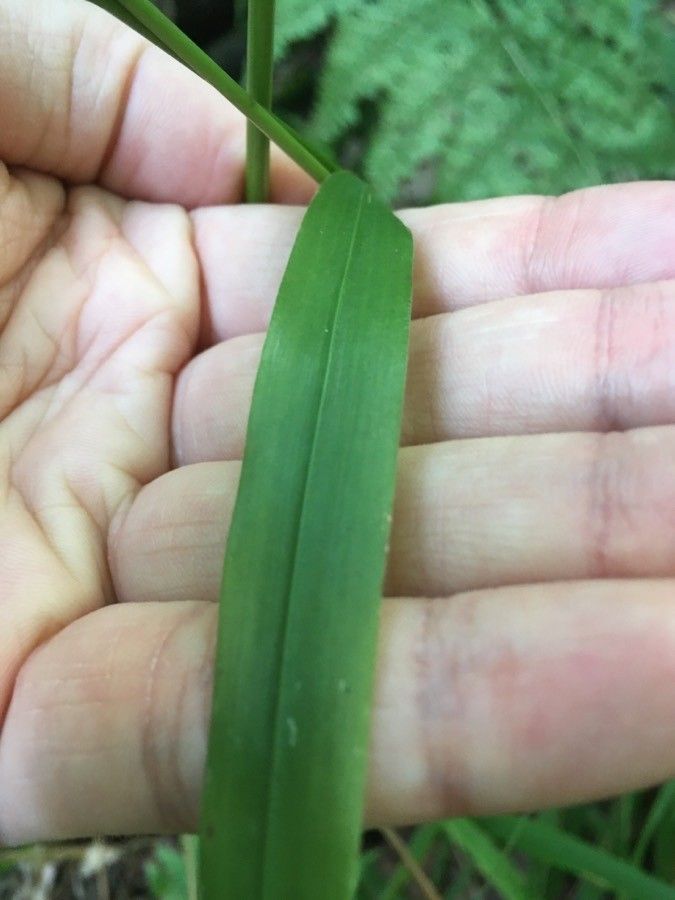 Festuca altissima — search result for 'Festuca'